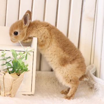 animal_image