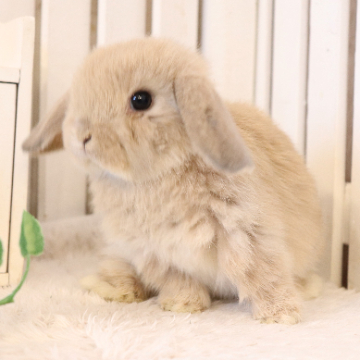 animal_image