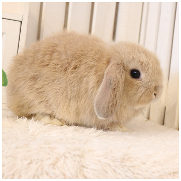 animal_image
