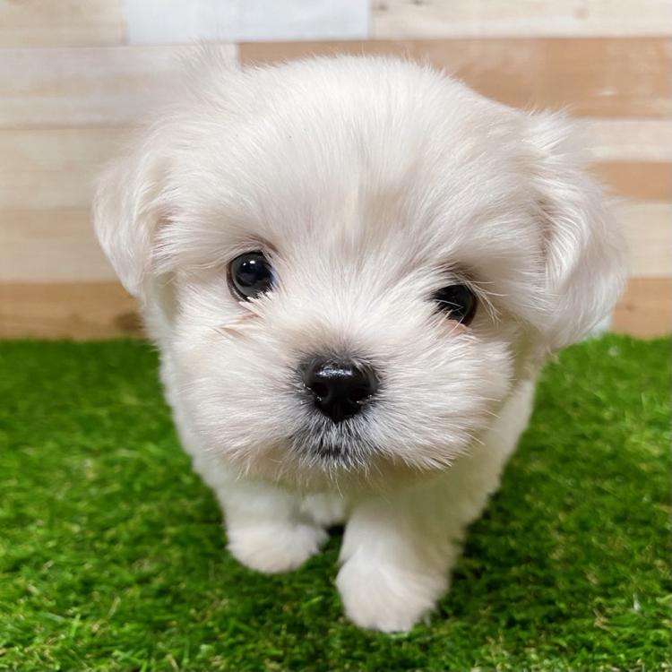 animal_image