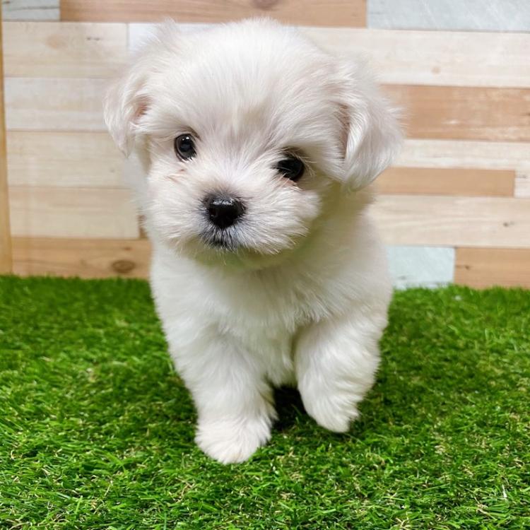 animal_image
