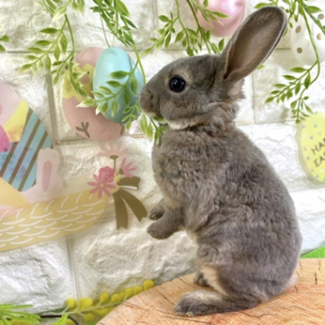animal_image