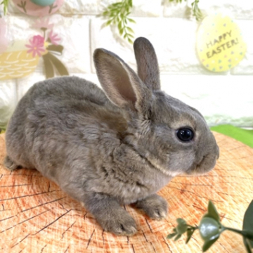 animal_image