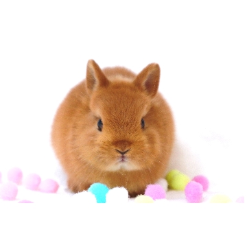 animal_image