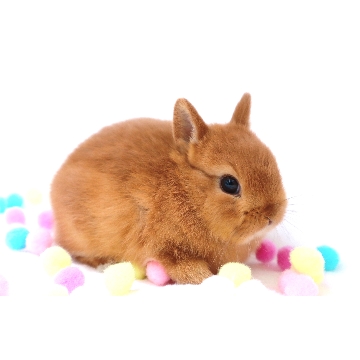 animal_image
