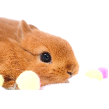 animal_image