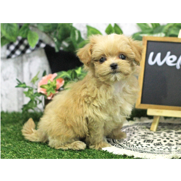animal_image