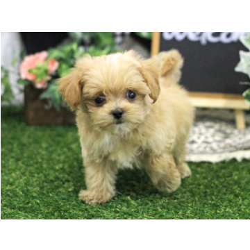 animal_image