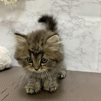 animal_image