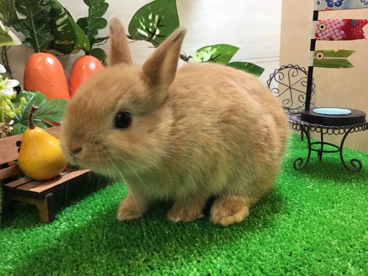 animal_image