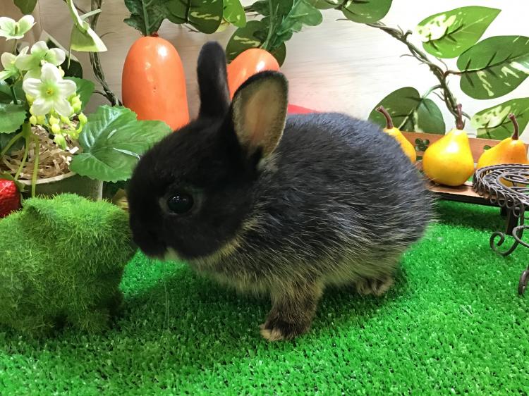 animal_image