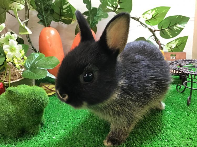 animal_image