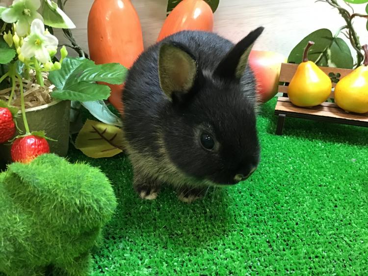 animal_image