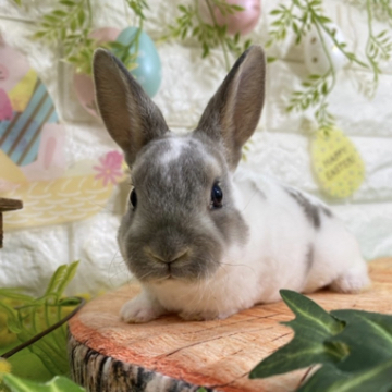 animal_image