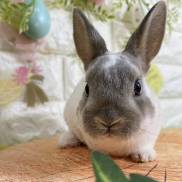 animal_image
