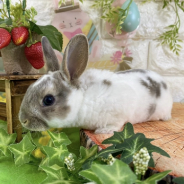 animal_image