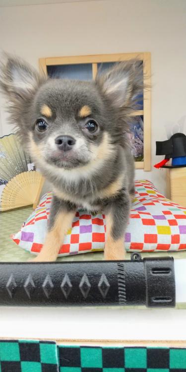 animal_image