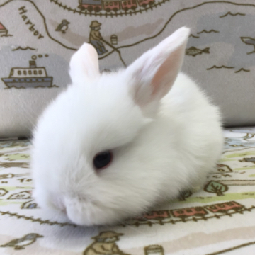 animal_image