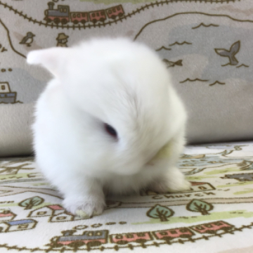 animal_image