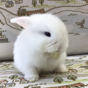 animal_image