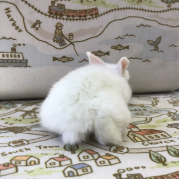 animal_image