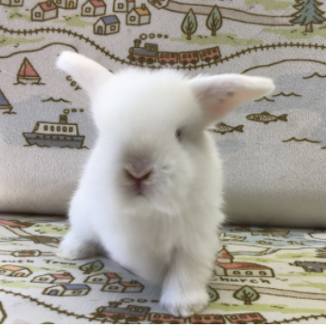 animal_image