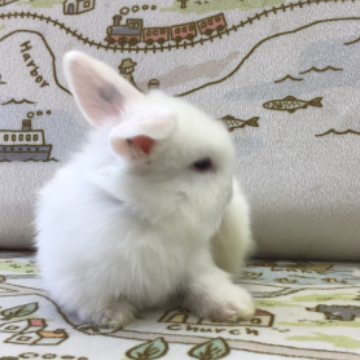 animal_image