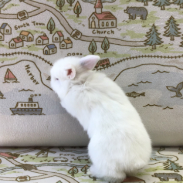 animal_image