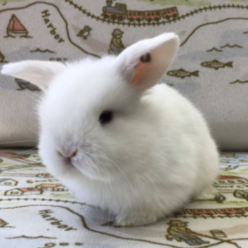 animal_image