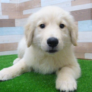 animal_image