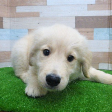 animal_image