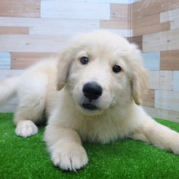 animal_image