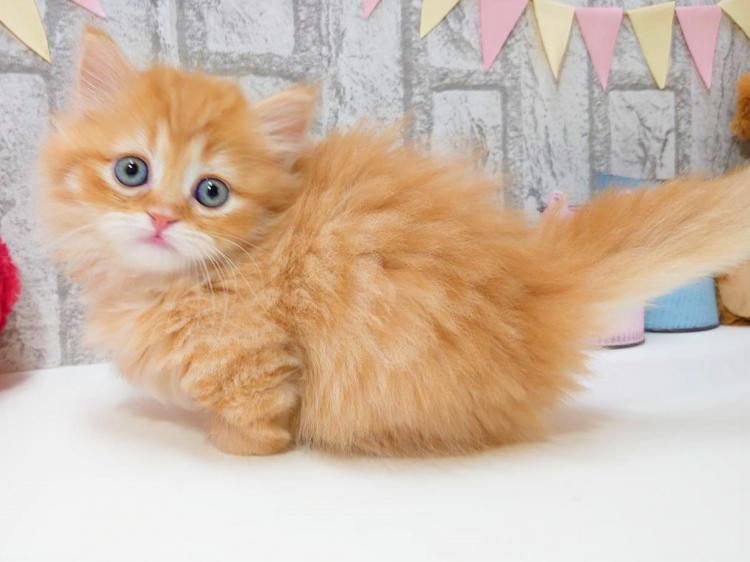 animal_image