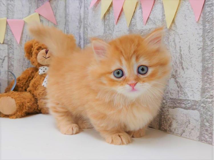 animal_image