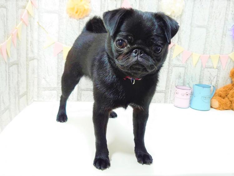 animal_image