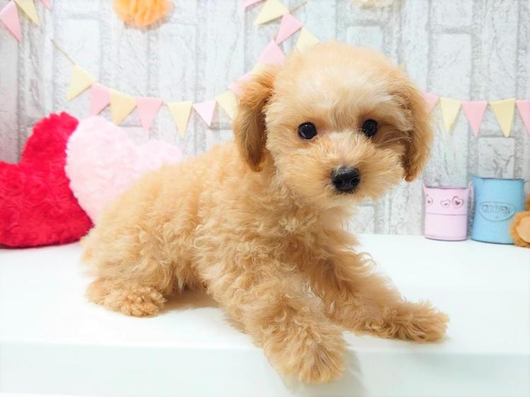 animal_image
