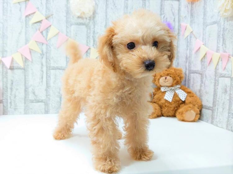 animal_image