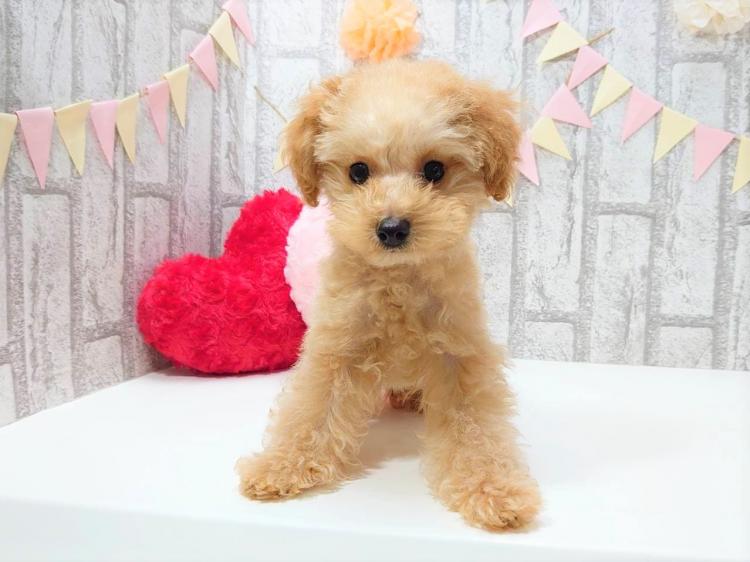 animal_image