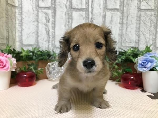 animal_image