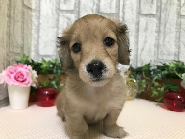 animal_image