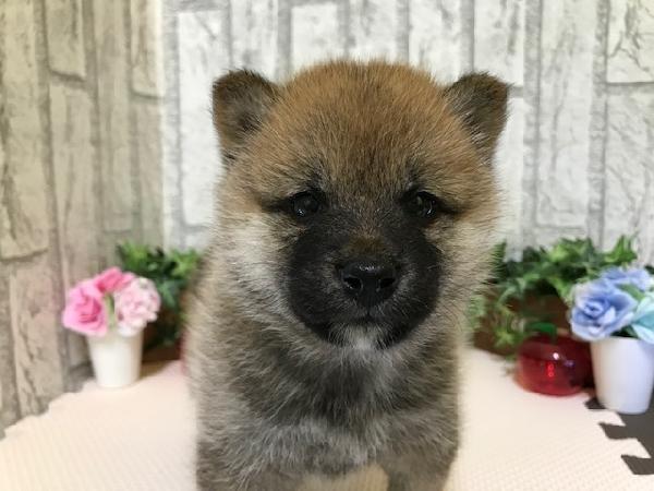 animal_image