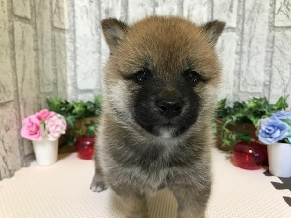 animal_image