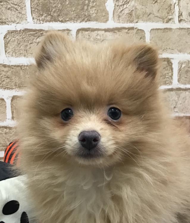 animal_image