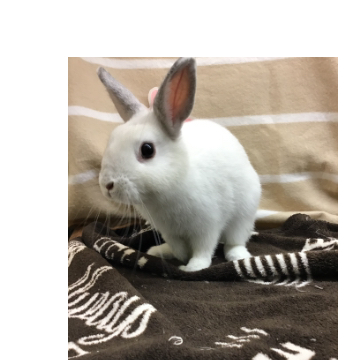 animal_image