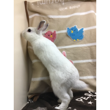 animal_image