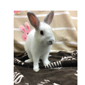 animal_image