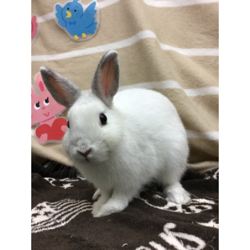animal_image