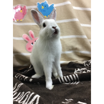 animal_image
