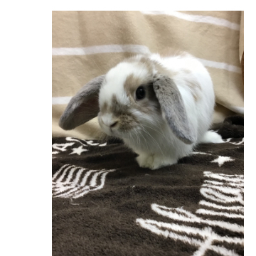 animal_image