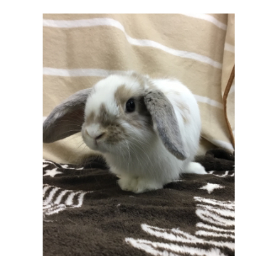 animal_image